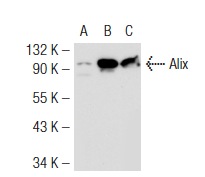  Alix (1A12): sc-53540. Western blot analysis of Alix expression in non-transfected 293T: sc-117752 (A), mouse Alix transfected 293T: sc-118358 (B) and K-562 (C) whole cell lysates.