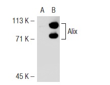  Alix (1A12): sc-53540. Western blot analysis of Alix expression in non-transfected: sc-117752 (A) and mouse Alix transfected: sc-118357 (B) 293T whole cell lysates.