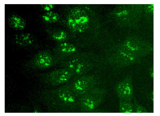  Bystin (F-7): sc-393616. Immunofluorescence staining of methanol-fixed HepG2 cells showing nucleolar and nuclear localization.