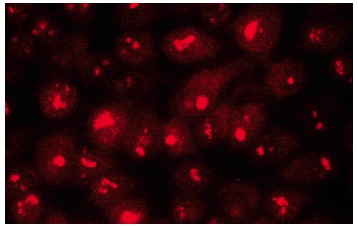  Bystin (G-1): sc-271554. Immunofluorescence staining of methanol-fixed HeLa cells showing nucleolar and nuclear localization.