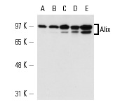  Alix (1H12): sc-53540. Western blot analysis of Alix expression in HeLa (A), Jurkat (B), K-562 (C), THP-1 (D) and U-937 (E) nuclear extracts.