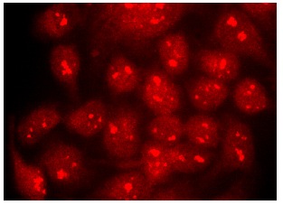  Bystin (H-300): sc-134978. Immunofluorescence staining of methanol-fixed HeLa cells showing nucleolar and cytoplasmic localization.