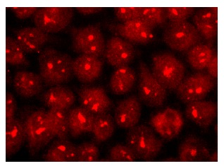  Bystin (H-300): sc-134978. Immunofluorescence staining of methanol-fixed HeLa cells showing nucleolar and nuclear localization.