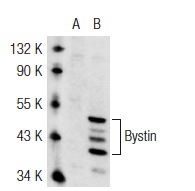  Bystin (C-19): sc-67523. Western blot analysis of Bystin expression in non-transfected: sc-117752 (A) and mouse Bystin transfected: sc-118882 (B) 293T whole cell lysates.