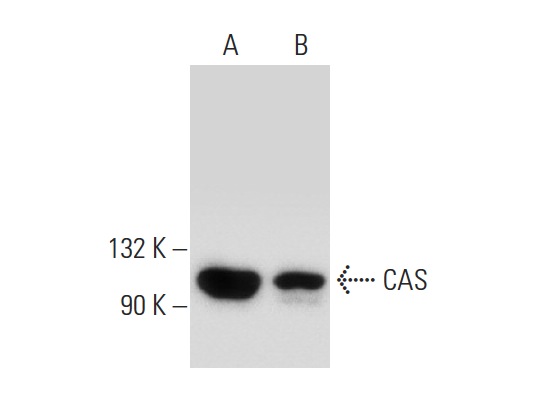  CAS (H-2): sc-271537. Western blot analysis of CAS expression in 293T whole cell lysate (A) and HeLa nuclear extract (B).