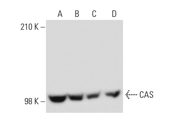  CAS (H-2): sc-271537. Western blot analysis of CAS expression in SW480 (A), MOLT-4 (B), HeLa (C) and MCF7 (D) nuclear extracts.