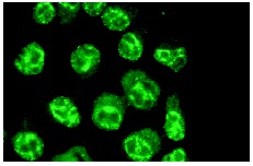  CAS (C-20): sc-1708. Immunofluorescence staining of methanol-fixed HeLa cells showing nuclear localization. 