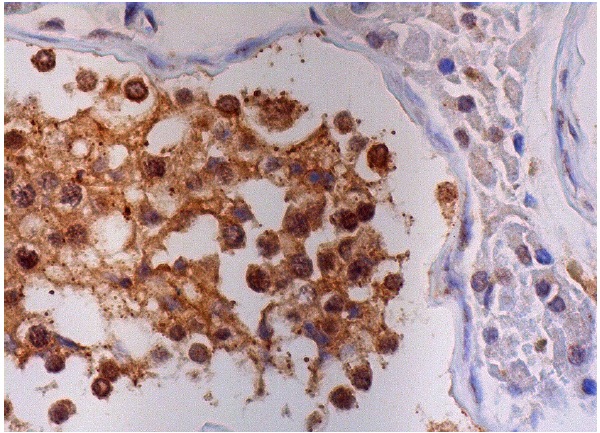  CAS Antibody (C-20): sc-1708. Immunoperoxidase staining of formalin fixed, paraffin-embedded human testis tissue showing nuclear and cytoplasmic staining of cells in seminiferous ducts.