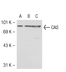  CAS (H-300): sc-28233. Western blot analysis of CAS expression in non-transfected: sc-117752 (A) and human CAS transfected: sc-111651 (B) 293T whole cell lysates and SW480 nuclear extract (C).