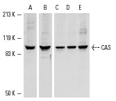  Western blot analysis of CAS in SW480 (A,B), A549 (C), MOLT-4 (D) and HeLa (E) nuclear extracts. Antibodies tested include CAS (C-20): sc-1708 (A) and CAS (N-19): sc-1709 (B-E).