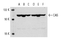  CAS (N-19): sc-1709. Western blot analysis of CAS expression in NIH/3T3 (A), RAW 264.7 (B) and MM-142 (C) nuclear extracts and EOC 20 (D), F9 (E) and c4 (F) whole cell lysates.