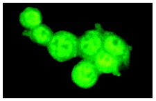  CAS (N-19): sc-1709. Immunofluorescence staining of methanol-fixed HeLa cells showing nuclear localization.