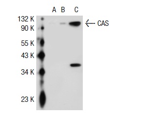  CAS (N-19): sc-1709. Western blot analysis of CAS expression in non-transfected 293T: sc-117752 (A),   human CAS transfected 293T: sc-111651 (B) and SW480 (C) whole cell lysates.