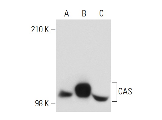  CAS (N-19): sc-1709. Western blot analysis of CAS expression in non-transfected: sc-117752 (A) and human CAS transfected: sc-177025 (B) 293T whole cell lysates and SW480 (C) nuclear extract.