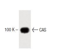  CAS (24): sc-135855. Western blot analysis of CAS expression in Jurkat whole cell lysate.