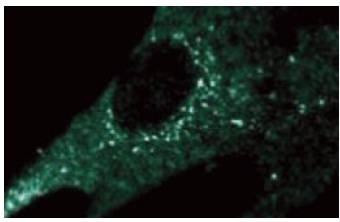  CAS (24): sc-135855. Immunofluorescence staining of human fibroblast cells showing cytoplasmic localization.