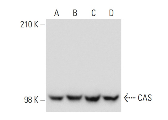  CAS (24): sc-135855. Western blot analysis of CAS expression in SW480 (A), MOLT-4 (B), HeLa (C) and MCF7 (D) nuclear extracts.