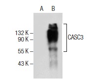  CASC3 (G-10): sc-376186. Western blot analysis of CASC3 expression in non-transfected: sc-117752 (A) and human CASC3 transfected: sc-116218 (B) 293T whole cell lysates.