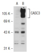  CASC3 (H-190): sc-98359. Western blot analysis of CASC3 expression in non-transfected: sc-117752 (A) and human CASC3 transfected: sc-116218 (B) 293T whole cell lysates.