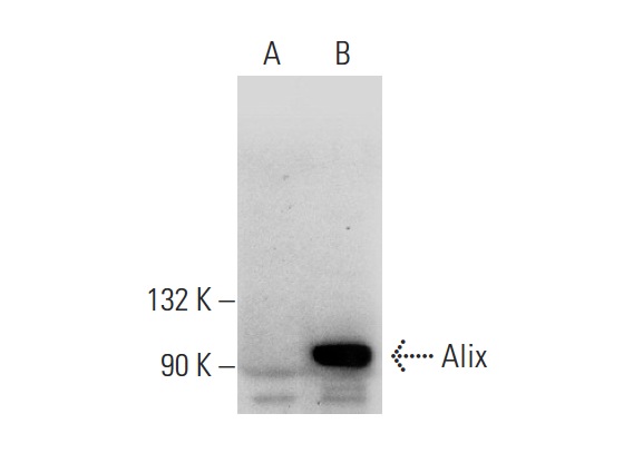  Alix (H-270): sc-99010. Western blot analysis of Alix expression in non-transfected: sc-117752 (A) and human Alix transfected: sc-113330 (B) 293T whole cell lysates.