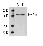  Alix (N-20): sc-49267. Western blot analysis of Alix  expression in K-562 (A) and U-937 (B) nuclear extracts.