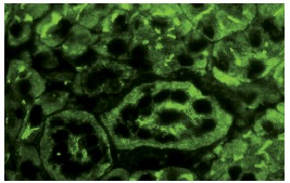  caspase-2 (H-19): sc-623. Immunofluorescence staining of normal mouse lymph node frozen section showing cytoplasmic staining.