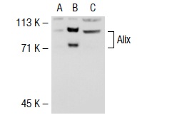  Alix (N-20): sc-49267. Western blot analysis of Alix expression in non-transfected 293T: sc-117752 (A), mouse Alix transfected 293T: sc-118357 (B) and K-562 (C) whole cell lysates.