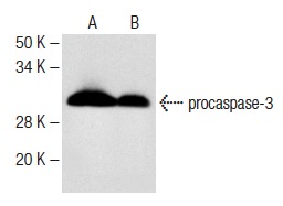  caspase-3 (H-277): sc-7148. Western blot analysis of caspase-3 precursor expression in HuT 78 (A) and CCRF-HSB-2 (B) whole cell lysates.