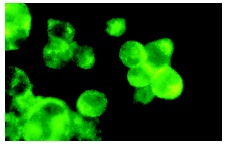  caspase-3 (H-277): sc-7148. Immunofluorescence staining of methanol-fixed Hut 78 cells showing cytoplasmic localization.