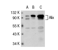  Alix (Q-19): sc-49268. Western blot analysis of Alix expression in non-transfected 293T: sc-117752 (A), mouse Alix transfected 293T: sc-118358 (B) and K-562 (C) whole cell lysates.