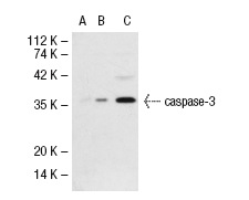  caspase-3 (H-277): sc-7148. Western blot analysis of caspase-3 expression in non-transfected 293T: sc-117752 (A), human caspase-3 transfected 293T: sc-113427 (B) and Jurkat (C) whole cell lysates.