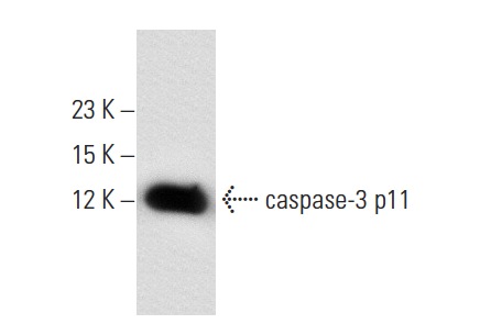  caspase-3 (H-277): sc-7148. Western blot analysis of human recombinant caspase-3 p11.