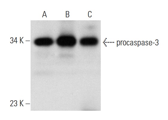  caspase-3 (H-277): sc-7148. Western blot analysis of caspase-3 expression in non-transfected 293T: sc-117752 (A), human caspase-3 transfected 293T: sc-176260 (B) and HuT 78 (C) whole cell lysates.