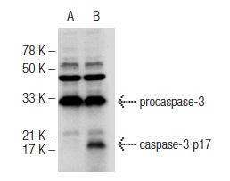  caspase-3 (H-277): sc-7148. Western blot analysis of caspase-3 expression in untreated (A) and Staurosporine (sc-3510) treated (B) HeLa whole cell lysates. Note cleaved caspase-3 expression in lane B.