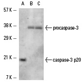  caspase-3 (L-18): sc-1225. Western blot analysis of human recombinant caspase-3 p20 (A) and caspase-3 expression in CCRF-HSB-2 (B) and CCRF-CEM (C) whole cell lysates.