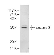  caspase-3 (L-18): sc-1225. Western blot analysis of caspase-3 expression in Jurkat whole cell lysate.