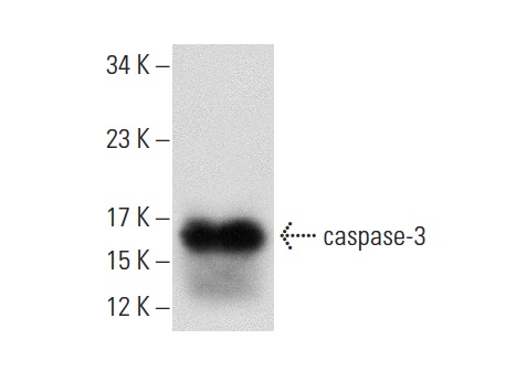  caspase-3 (L-18): sc-1225. Western blot analysis of human recombinant caspase-3.