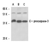  caspase-3 (CPP324-1-18): sc-56052. Western blot analysis of caspase-3 expression in non-transfected: sc-117752 (A) and human caspase-3 transfected: sc-113427 (B) 293T whole cell lysates.