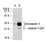  caspase-3 (CPP324-1-18): sc-56052. Western blot analysis of caspase-3 expression in non-transfected: sc-117752 (A) and human caspase-3 transfected: sc-113427 (B) 293T whole cell lysates.