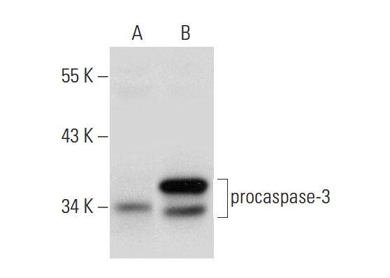  caspase-3 (CPP324-1-18): sc-56052. Western blot analysis of caspase-3 expression in non-transfected: sc-117752 (A) and human caspase-3 transfected: sc-176342 (B) 293T whole cell lysates.