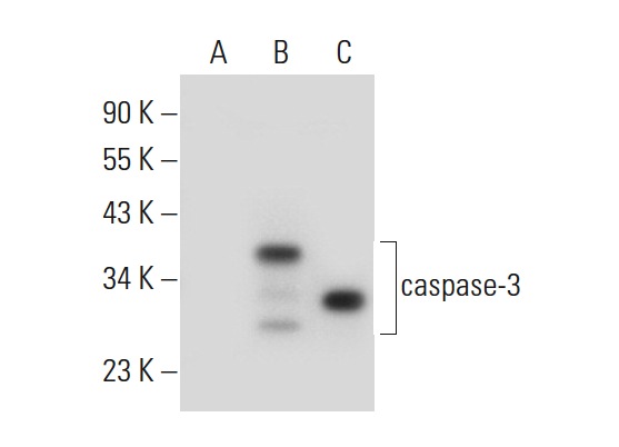  caspase-3 (CPP324-1-18): sc-56052. Western blot analysis of caspase-3 expression in non-transfected 293: sc-110760 (A), human caspase-3 transfected 293: sc-158344 (B) and Jurkat (C) whole cell lysates.