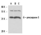  caspase-3 (3CSP03): sc-56046. Western blot analysis of caspase-3 expression in non-transfected: sc-117752 (A) and human caspase-3 transfected: sc-113427 (B) 293T whole cell lysates.