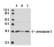  caspase-3 (3CSP03): sc-56046. Western blot analysis of caspase-3 expression in non-transfected: sc-117752 (A) and human caspase-3 transfected: sc-113427 (B) 293T whole cell lysates.