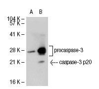  caspase-3 (3CSP03): sc-56046. Western blot analysis of caspase-3 expression in non-transfected: sc-117752 (A) and human caspase-3 transfected: sc-113427 (B) 293T whole cell lysates.