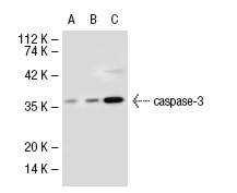  caspase-3 (3CSP03): sc-56046. Western blot analysis of caspase-3 expression in non-transfected 293T: sc-117752 (A), human caspase-3 transfected 293T: sc-113427 (B) and Jurkat (C) whole cell lysates.