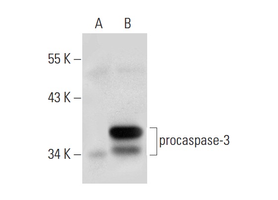  caspase-3 (3CSP03): sc-56046. Western blot analysis of caspase-3 expression in non-transfected: sc-117752 (A) and human caspase-3 transfected: sc-176342 (B) 293T whole cell lysates.