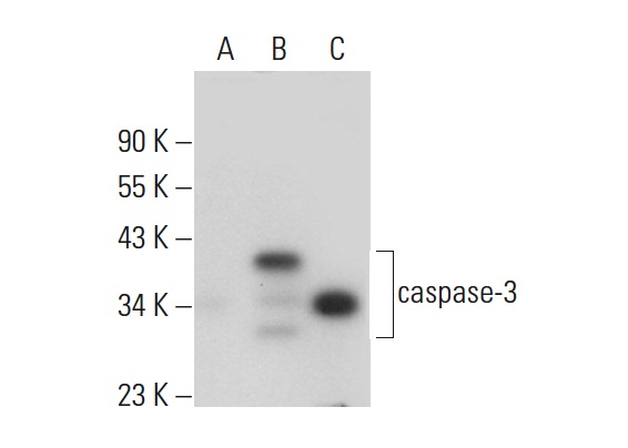  caspase-3 (3CSP03): sc-56046. Western blot analysis of caspase-3 expression in non-transfected 293: sc-110760 (A), human caspase-3 transfected 293: sc-158344 (B) and Jurkat (C) whole cell lysates.