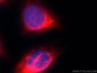  Immunofluorescent analysis of ( -20°C Ethanol) fixed HepG2 cells using YF594-60330 (Vimentin antibody) at dilution of 1:100.