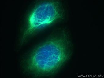  Immunofluorescent analysis of ( -20°C Ethanol) fixed HepG2 cells using YF488-60330 (Vimentin antibody) at dilution of 1:100.