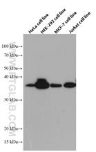  HeLa cells were subjected to SDS PAGE followed by western blot with 66585-1-Ig (WBP2 antibody) at dilution of 1:5000 incubated at room temperature for 1.5 hours